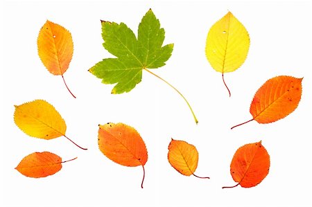 simsearch:400-07827769,k - Collection of autumn leaves isolated on white background Foto de stock - Super Valor sin royalties y Suscripción, Código: 400-03946128