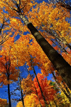 simsearch:400-04436466,k - Fall maple trees on warm autumn day Stock Photo - Budget Royalty-Free & Subscription, Code: 400-03946477