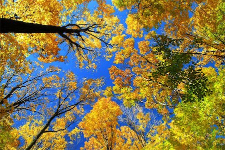 simsearch:400-04436466,k - Fall maple trees on a warm autumn day Stock Photo - Budget Royalty-Free & Subscription, Code: 400-03946478