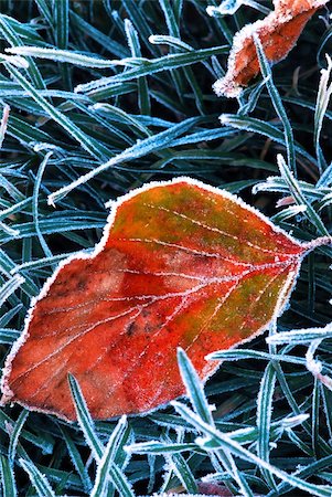 simsearch:6102-03905887,k - Frosty fallen tree leaf lying on frozen grass on a cold fall morning Photographie de stock - Aubaine LD & Abonnement, Code: 400-03946484