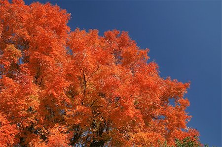 simsearch:6109-08929250,k - Tree with fiery red colors of autumn Foto de stock - Super Valor sin royalties y Suscripción, Código: 400-03946646