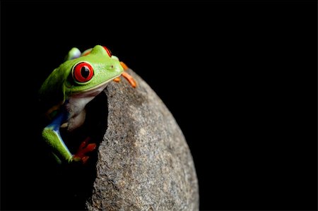 simsearch:400-03940235,k - frog looking out from behind a rock, a closeup of a red-eyed tree frog (Agalychnis callidryas) isolated on black Photographie de stock - Aubaine LD & Abonnement, Code: 400-03946955