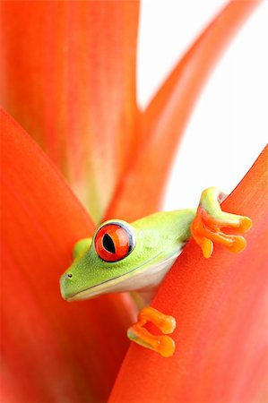 simsearch:400-03940235,k - red-eyed tree frog (Agalychnis callidryas) in plant, macro with limited dof Photographie de stock - Aubaine LD & Abonnement, Code: 400-03946956