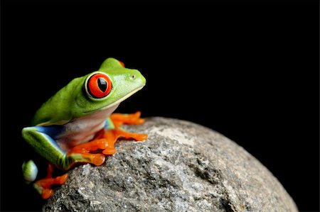 simsearch:400-03940235,k - frog on a rock - a red-eyed tree frog (Agalychnis callidryas) closeup and isolated on black Photographie de stock - Aubaine LD & Abonnement, Code: 400-03946953