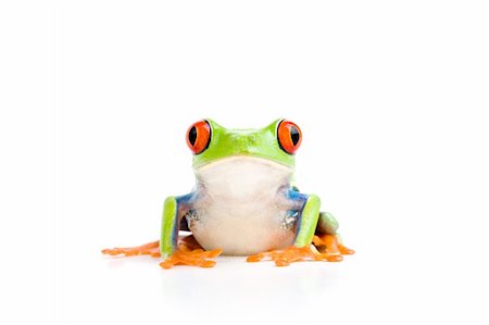 simsearch:400-03940235,k - frog closeup - a red-eyed tree frog isolated on white Photographie de stock - Aubaine LD & Abonnement, Code: 400-03946962