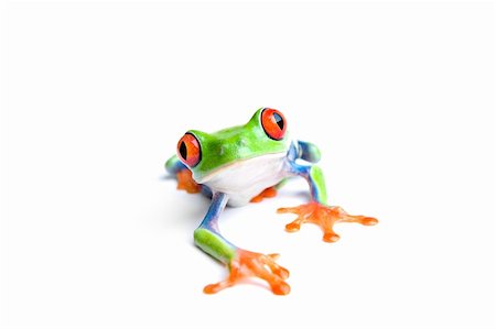 simsearch:700-00021622,k - red-eyed tree frog (Agalychnis callidryas) closeup isolated on white Stock Photo - Budget Royalty-Free & Subscription, Code: 400-03946971