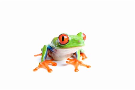 simsearch:400-04463752,k - red-eyed tree frog (Agalychnis callidryas) closeup, isolated on white Stockbilder - Microstock & Abonnement, Bildnummer: 400-03946972
