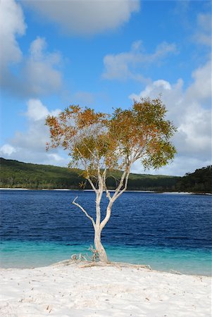 simsearch:400-03947064,k - A tree by the beach Stock Photo - Budget Royalty-Free & Subscription, Code: 400-03947064