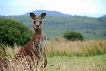 Wild kangaroo in outback Stockbilder - Microstock & Abonnement, Bildnummer: 400-03947082