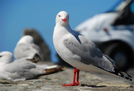 simsearch:400-05300568,k - Sea Gulls Foto de stock - Royalty-Free Super Valor e Assinatura, Número: 400-03947168