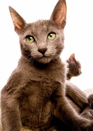 simsearch:6102-03750859,k - Cat - the small furry animal with four legs and a tail; people often keep cats as pets. Stock Photo - Budget Royalty-Free & Subscription, Code: 400-03947477