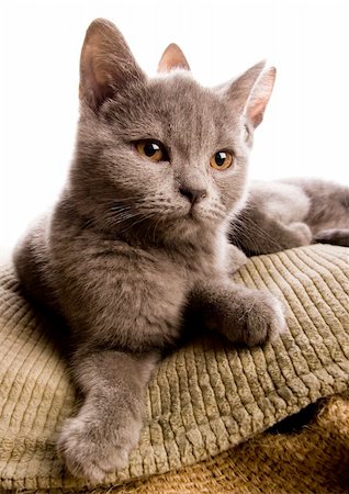 simsearch:6102-03750859,k - Cat - the small furry animal with four legs and a tail; people often keep cats as pets. Stock Photo - Budget Royalty-Free & Subscription, Code: 400-03947478