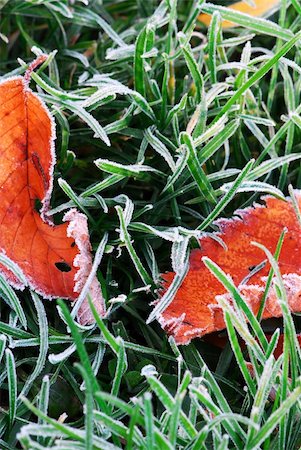 simsearch:400-03947729,k - Frosty red fallen leaves lying on frozen grass on a cold fall morning Photographie de stock - Aubaine LD & Abonnement, Code: 400-03947730