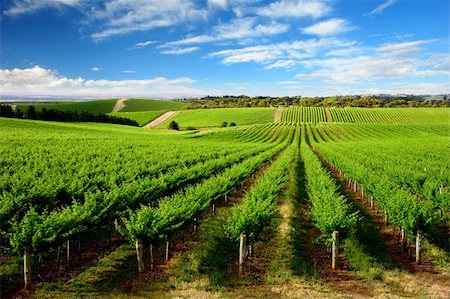 Vineyard in One Tree Hill, South Australia Foto de stock - Super Valor sin royalties y Suscripción, Código: 400-03947780