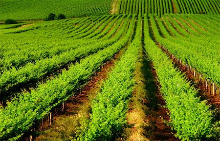 sich herumwälzen - Beautiful Vineyard in One Tree Hill, South Australia Stockbilder - Microstock & Abonnement, Bildnummer: 400-03947781