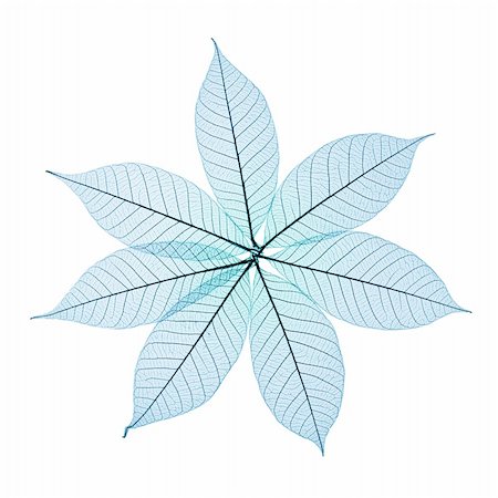 simsearch:633-01272168,k - Skeleton Leaves Flower Composition on white background Photographie de stock - Aubaine LD & Abonnement, Code: 400-03947981