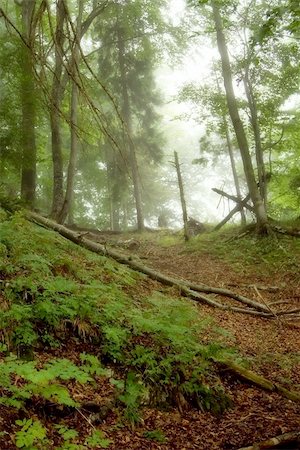 simsearch:400-04736898,k - Beautiful green mystical forest , soft focus photo Stock Photo - Budget Royalty-Free & Subscription, Code: 400-03947997