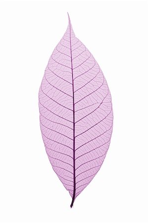 simsearch:600-02943379,k - Single skeleton leaf isolated on white background Foto de stock - Royalty-Free Super Valor e Assinatura, Número: 400-03948024