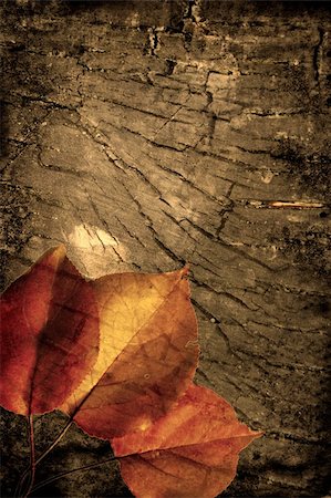 simsearch:696-03398211,k - Autumn leaves over the grunge wooden background    More autumn photos in my portfolio Stock Photo - Budget Royalty-Free & Subscription, Code: 400-03948055