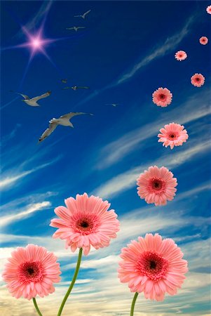 simsearch:400-04622095,k - Daisies, sun, birds, and blue sky Photographie de stock - Aubaine LD & Abonnement, Code: 400-03948084