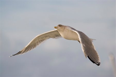 simsearch:400-05698463,k - Seagull midflight above the ocean... Photographie de stock - Aubaine LD & Abonnement, Code: 400-03948154