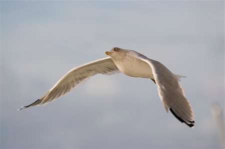 simsearch:400-05915246,k - Seagull midflight above the ocean... Photographie de stock - Aubaine LD & Abonnement, Code: 400-03948154