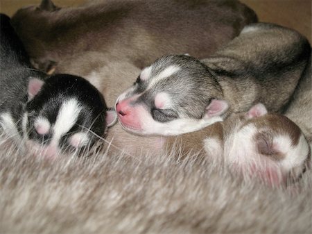 puppies drinking - A new born husky litter Stock Photo - Budget Royalty-Free & Subscription, Code: 400-03948173