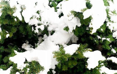 green trees covered with snow Stock Photo - Budget Royalty-Free & Subscription, Code: 400-03948217