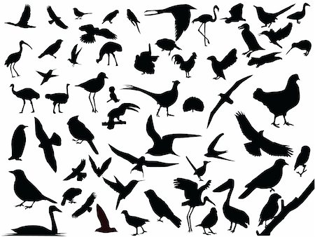 foulque - Lots of birds vector silhouettes. Foto de stock - Super Valor sin royalties y Suscripción, Código: 400-03948764