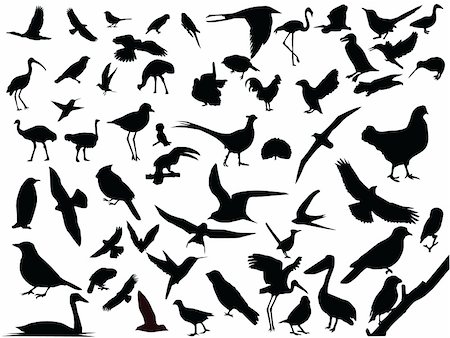 pinzón - Lots of birds vector silhouettes. Foto de stock - Super Valor sin royalties y Suscripción, Código: 400-03948764