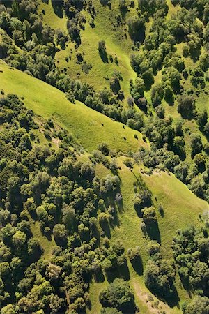 Aerial landscape with grassy pastures and trees. Stock Photo - Budget Royalty-Free & Subscription, Code: 400-03948803