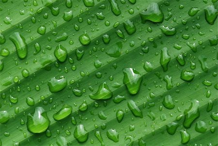 green leaf and water droplet in the gardens Stock Photo - Budget Royalty-Free & Subscription, Code: 400-03948940