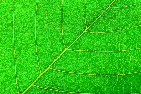 simsearch:400-03926372,k - Green leaf background Fotografie stock - Microstock e Abbonamento, Codice: 400-03949037