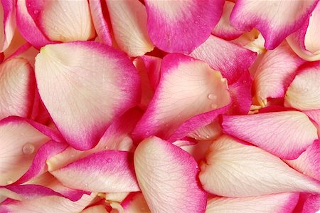 simsearch:700-00160358,k - Rose Petals Background Fotografie stock - Microstock e Abbonamento, Codice: 400-03949033