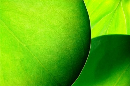 green leafs abstract Photographie de stock - Aubaine LD & Abonnement, Code: 400-03949051