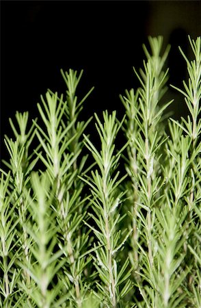 simsearch:400-05381074,k - Fresh green rosemary plants over black background Stock Photo - Budget Royalty-Free & Subscription, Code: 400-03949664