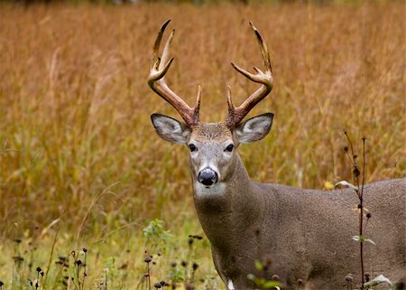 simsearch:400-07062357,k - Whitetail deer buck in a field. Fotografie stock - Microstock e Abbonamento, Codice: 400-03949768