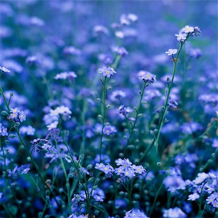 simsearch:622-06191257,k - Blue summer flowers creating blue cast Photographie de stock - Aubaine LD & Abonnement, Code: 400-03949784