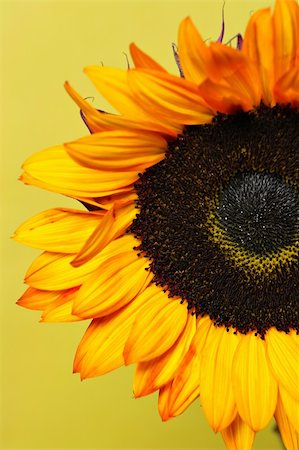 simsearch:400-06073508,k - Yellow sunflower closeup Photographie de stock - Aubaine LD & Abonnement, Code: 400-03949925