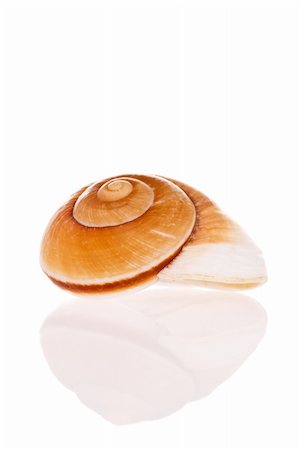 Seashell isolated on white background Stock Photo - Budget Royalty-Free & Subscription, Code: 400-03949980