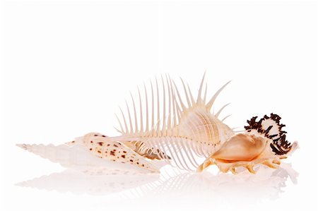 simsearch:693-06325165,k - Seashells isolated on white background Photographie de stock - Aubaine LD & Abonnement, Code: 400-03949996