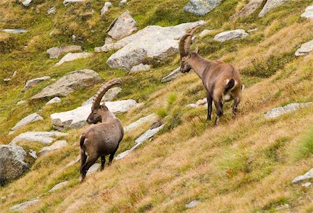 simsearch:400-04707302,k - Ibex in Gran Paradiso in italian Alps Stock Photo - Budget Royalty-Free & Subscription, Code: 400-03940209
