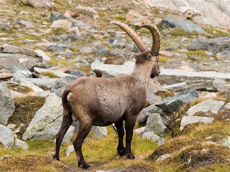 simsearch:400-04707302,k - Ibex in Gran Paradiso in italian Alps Stock Photo - Budget Royalty-Free & Subscription, Code: 400-03940210