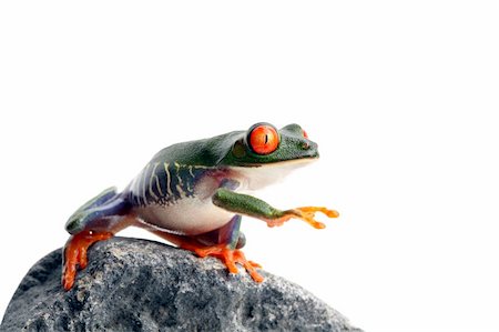 simsearch:400-03940235,k - frog on rock, reaching for... I have no idea. A red-eyed tree frog closeup isolated on white Photographie de stock - Aubaine LD & Abonnement, Code: 400-03940235