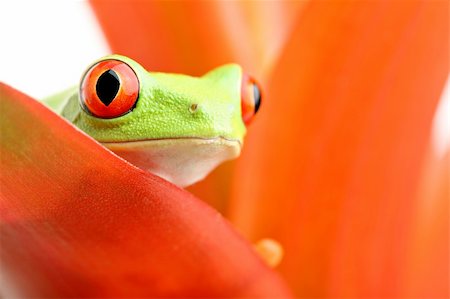 simsearch:400-03940235,k - red-eyed tree frog (Agalychnis callidryas) macro, looking out from a plant Photographie de stock - Aubaine LD & Abonnement, Code: 400-03940238