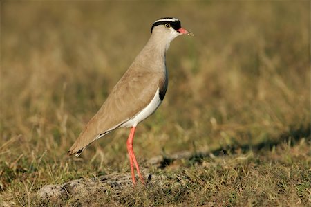 simsearch:862-03736693,k - Crowned plover  (Vanellus coronatus) standing in grassland, Etosha National Park, Namibia Stock Photo - Budget Royalty-Free & Subscription, Code: 400-03940244