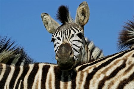 simsearch:400-07657090,k - Portrait of a Plains (Burchells) Zebra (Equus quagga), Mokala National Park, South Africa Fotografie stock - Microstock e Abbonamento, Codice: 400-03940245