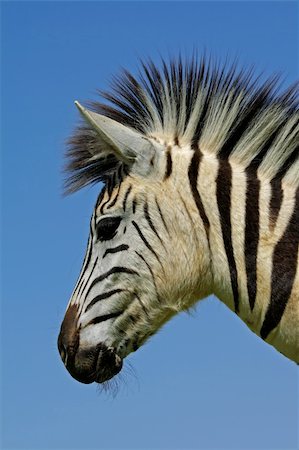 simsearch:400-04295850,k - Portrait of a Plains (Burchells) Zebra (Equus quagga), Mokala National Park, South Africa Photographie de stock - Aubaine LD & Abonnement, Code: 400-03940246