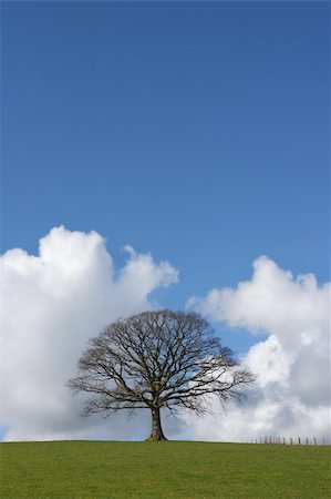 simsearch:400-03939519,k - Oak tree in a field in winter devoid of leaves with grass to the foreground and a small fence to the side set against a blue sky with cumulus clouds. Stock Photo - Budget Royalty-Free & Subscription, Code: 400-03940590