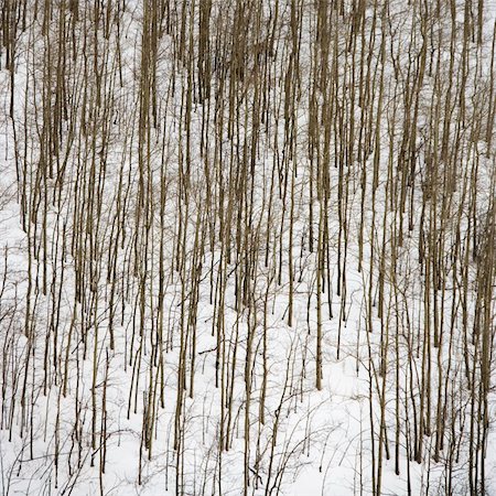 snowy forest scene birds eye view - Bare trees in forest covered in snow. Stock Photo - Budget Royalty-Free & Subscription, Code: 400-03940735
